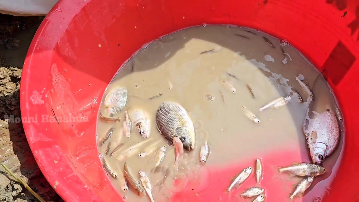 Amazing Village girl new Fishing video