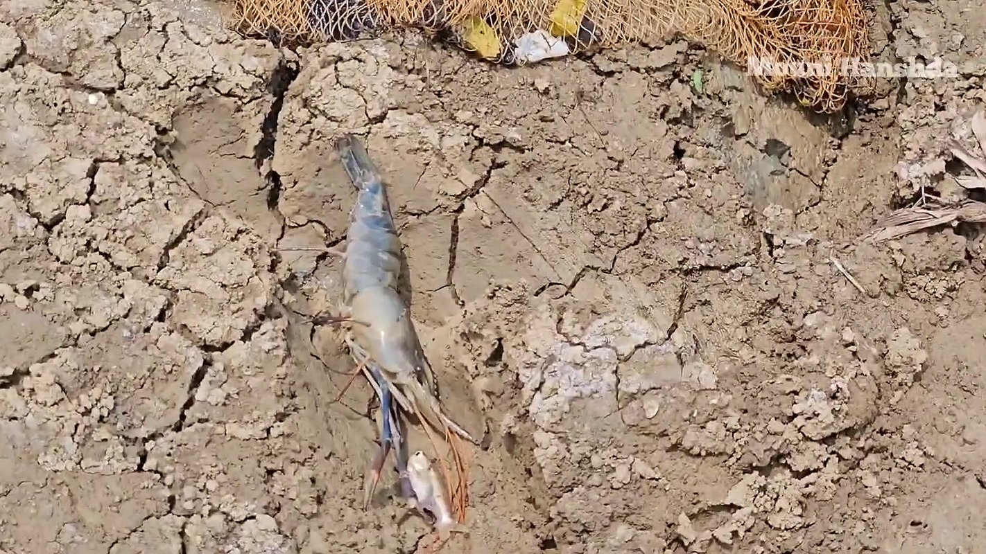 Amazing Village Lady Mouni Net Fishing in Muddy Wa