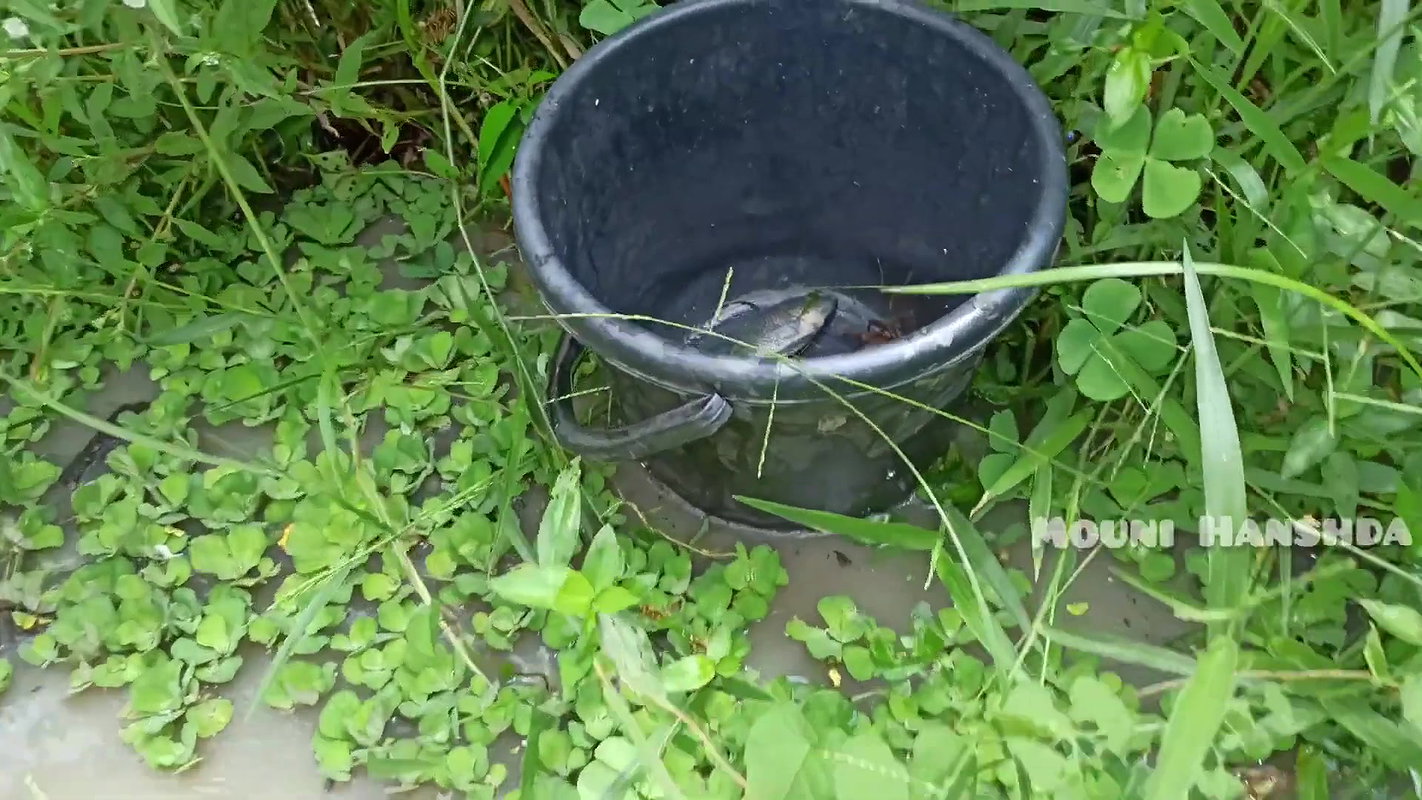 Amazing Village Lady Net Fishing-da