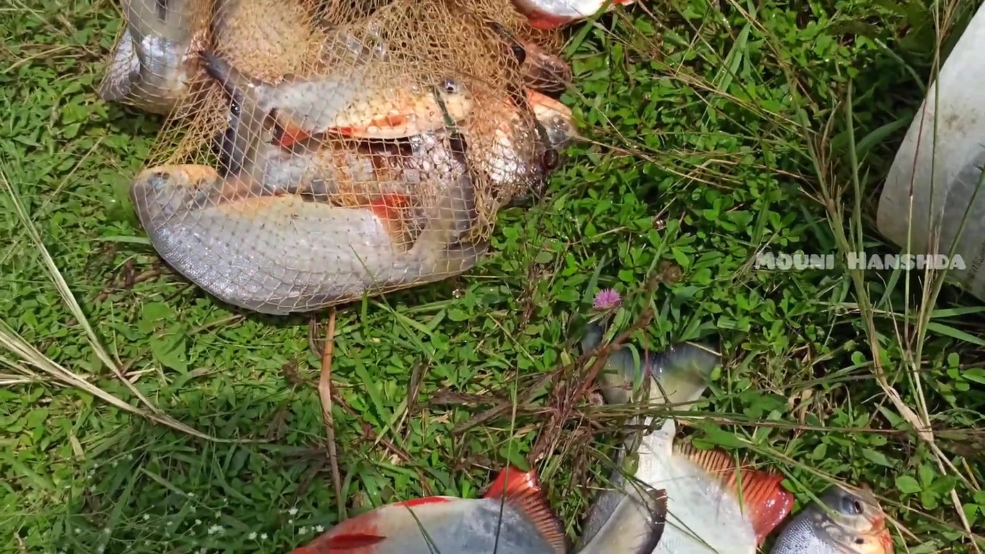 Amazing Village Net fishing video-da