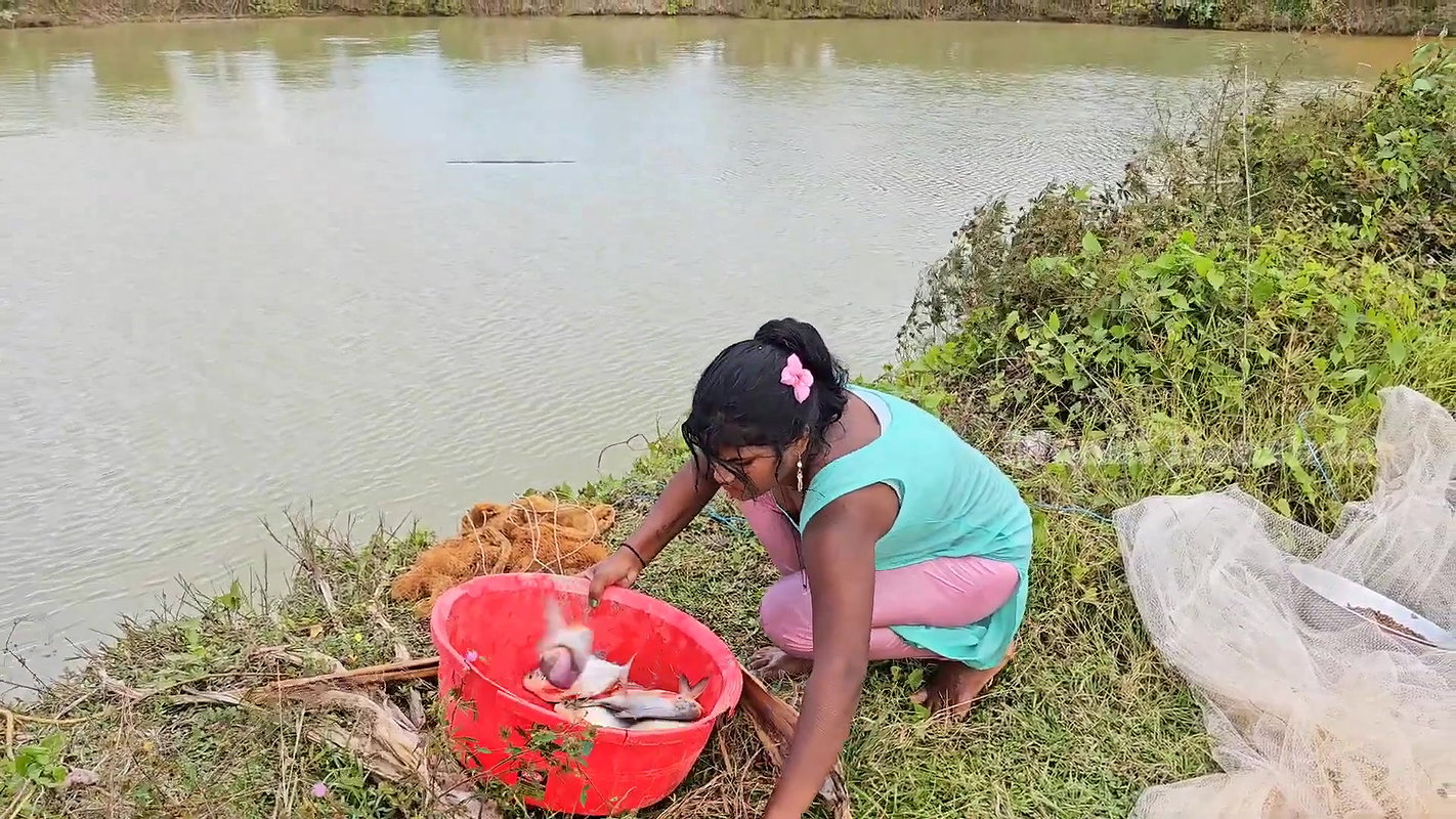 Amazing Village Net fishing video
