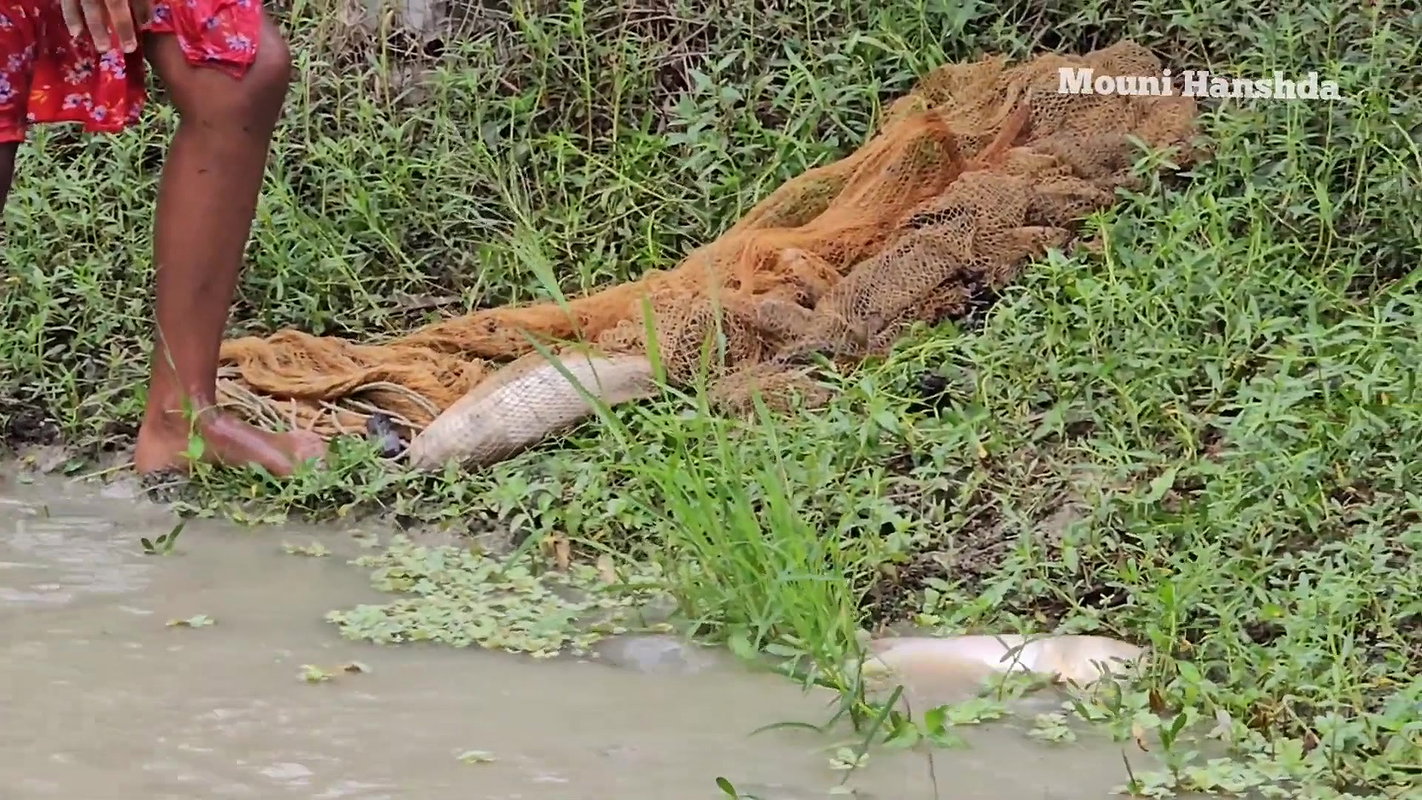 Amazing Village Women Net Fishing Video