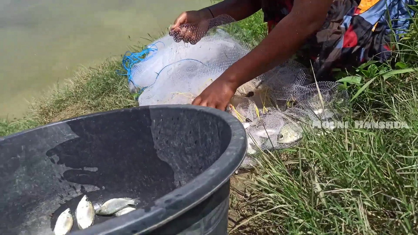 Amazing Village women net fishing-da