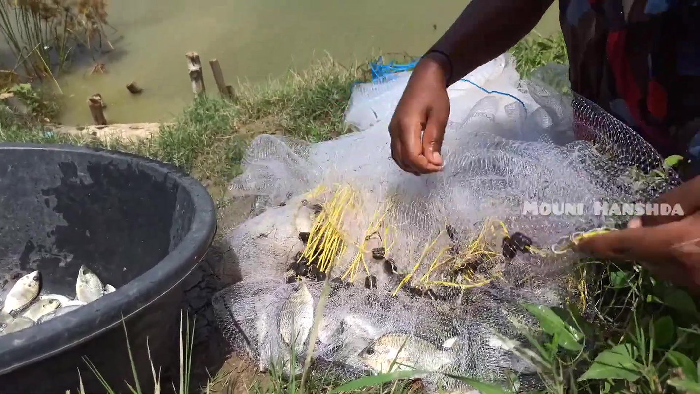 Amazing Village women net fishing-da