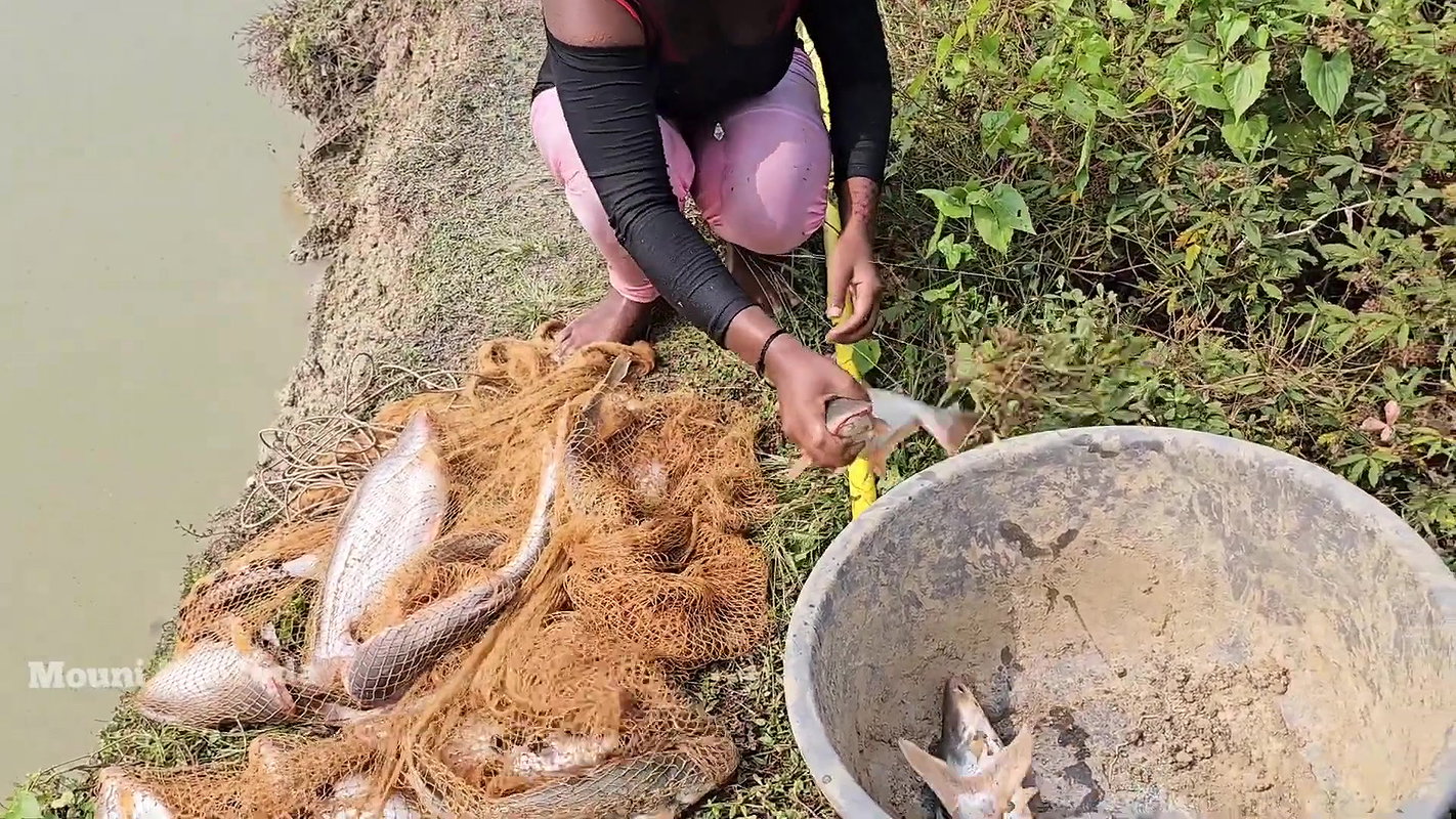 Bengali girl net fishing in Village pond