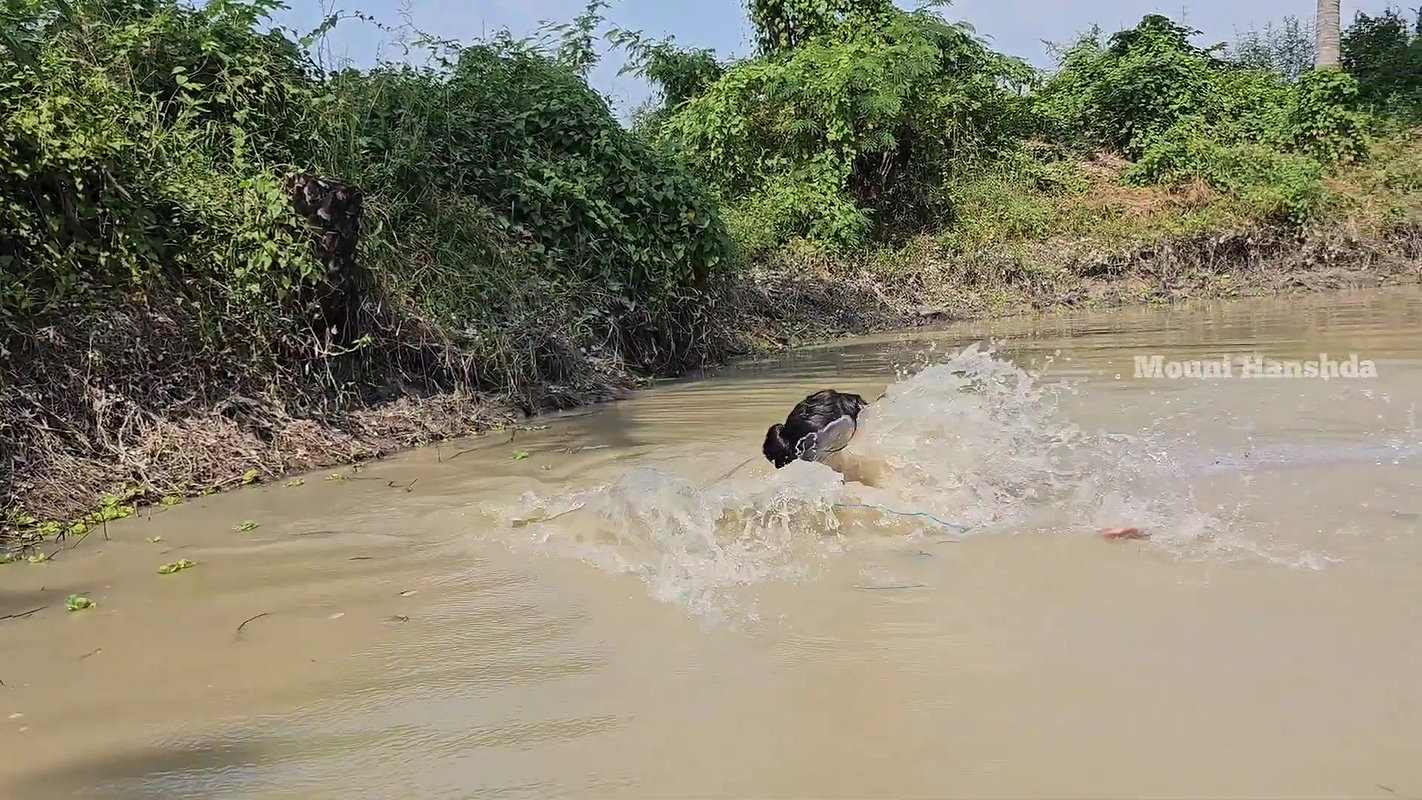 x  Best Indian women Net Fishing video-