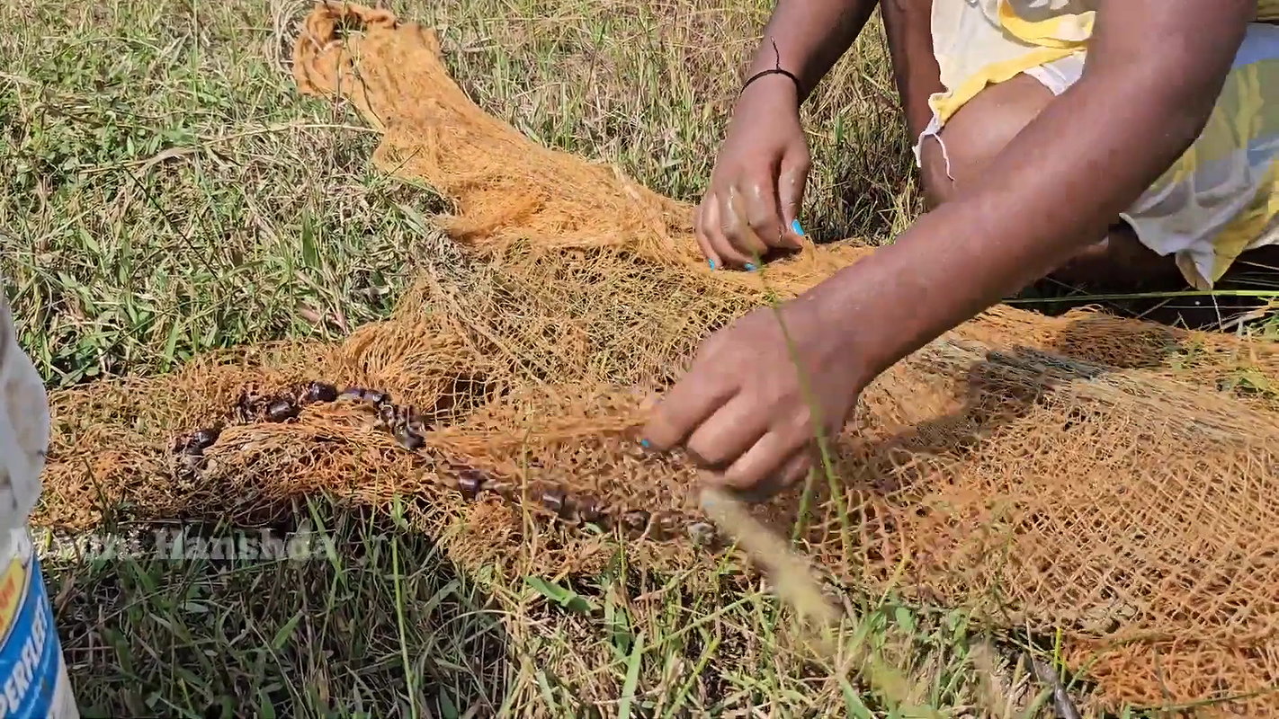 Best Net casting Fishing video