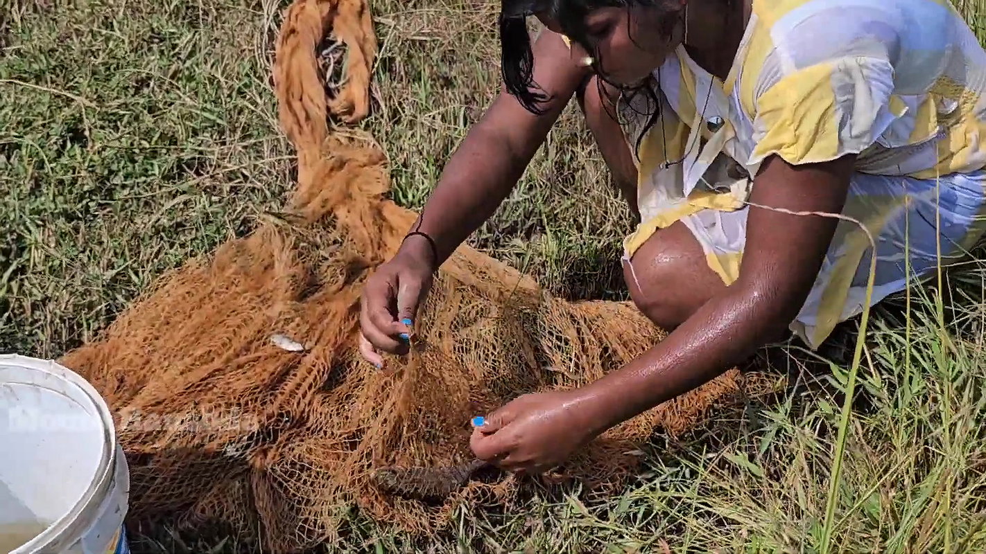 Best Net casting Fishing video