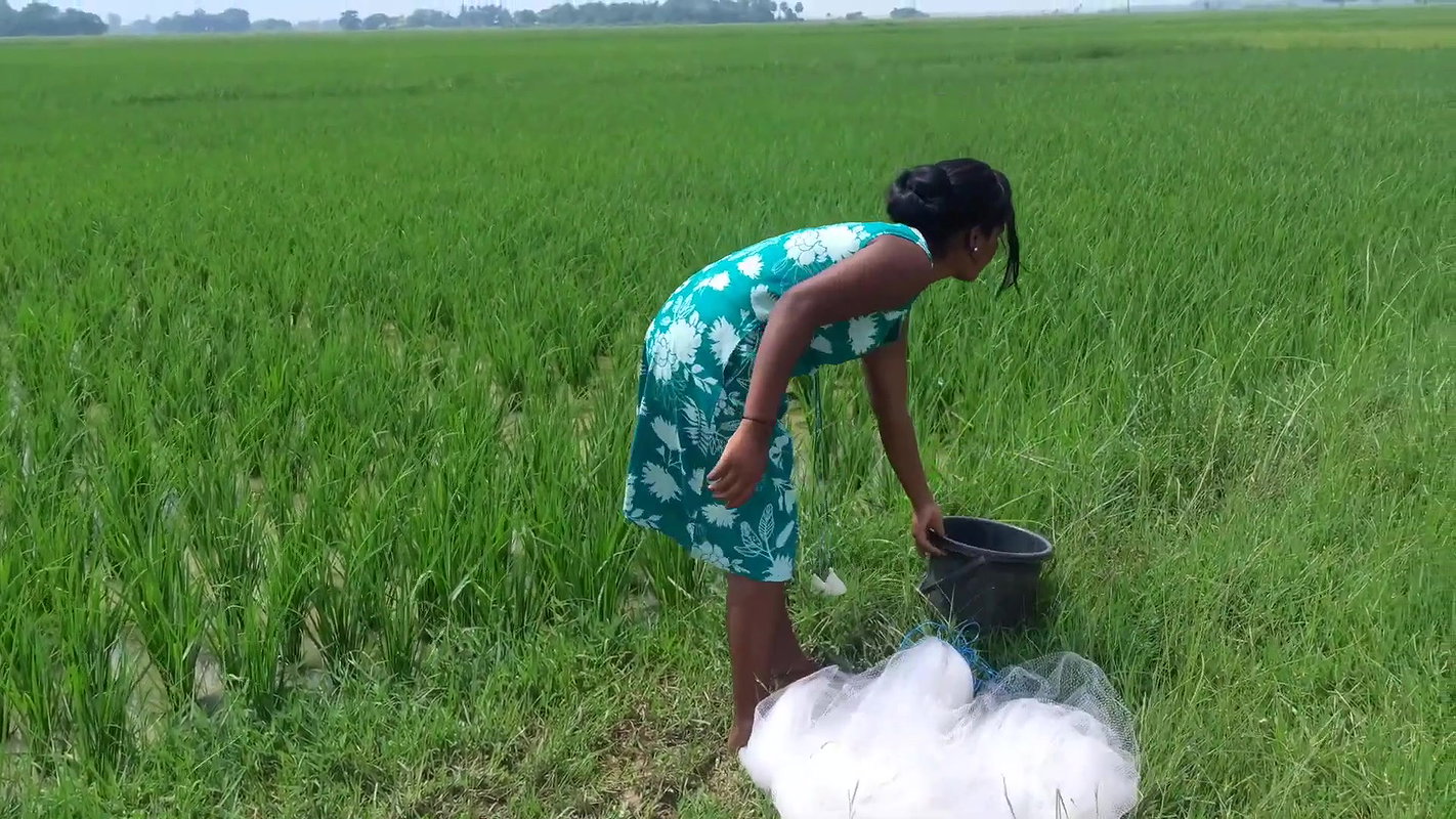 x Best village girl net fishing video