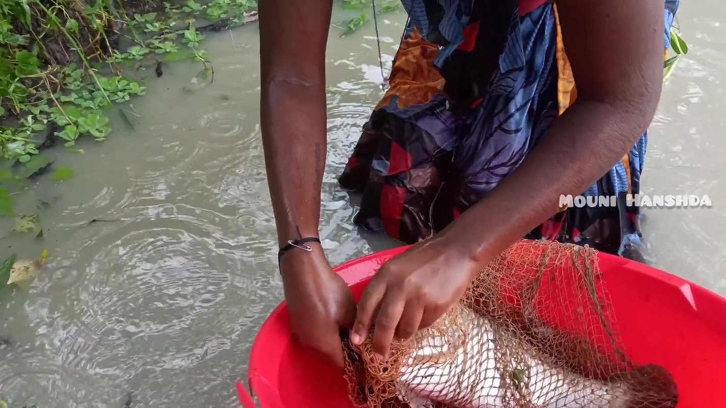 Village women caught Big barramundi Fis