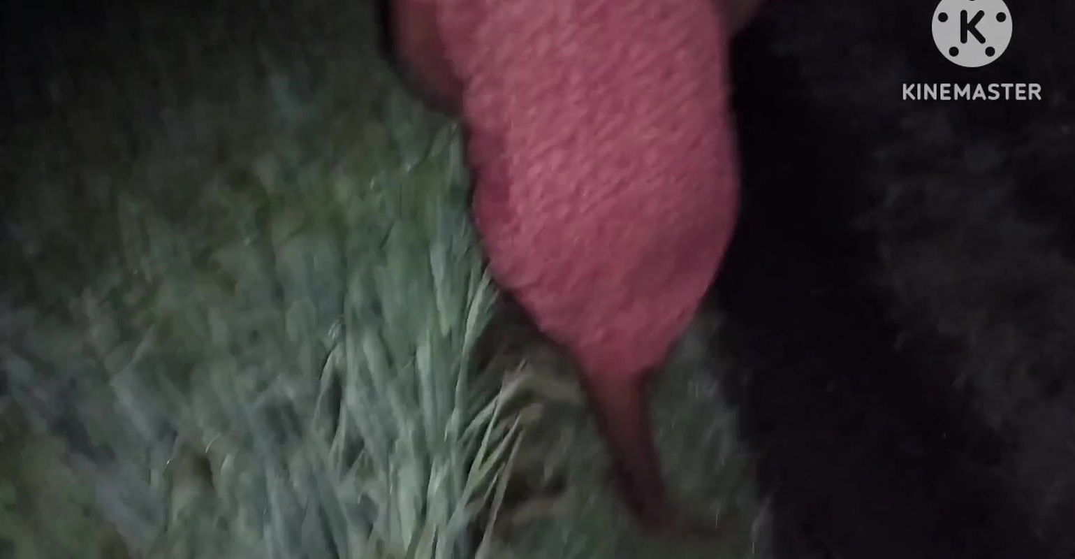 Meri pados ki bhabhi ko jungle mein bulakar chudai ki