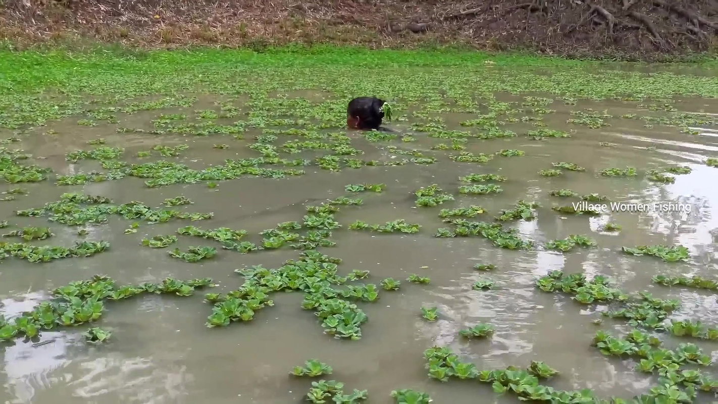 Amaxing Village women fishing Video   Best village