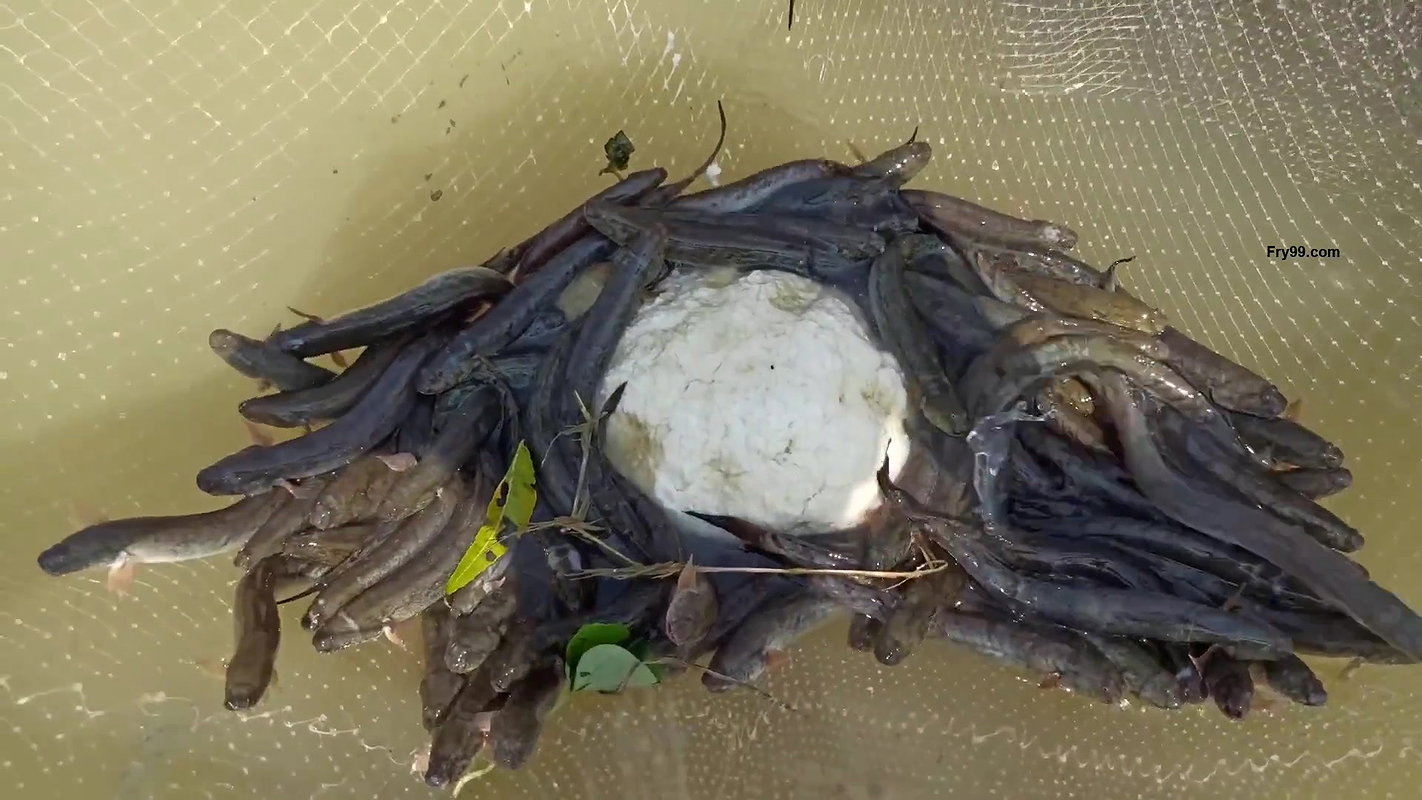 Amazing fishing by village women   Unique fishing