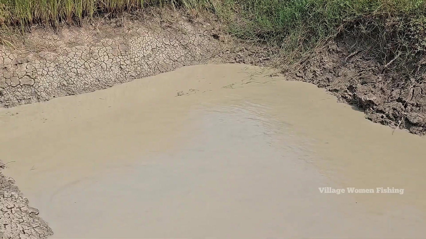Amazing Fishing by Village Women    Unique Mud Bat