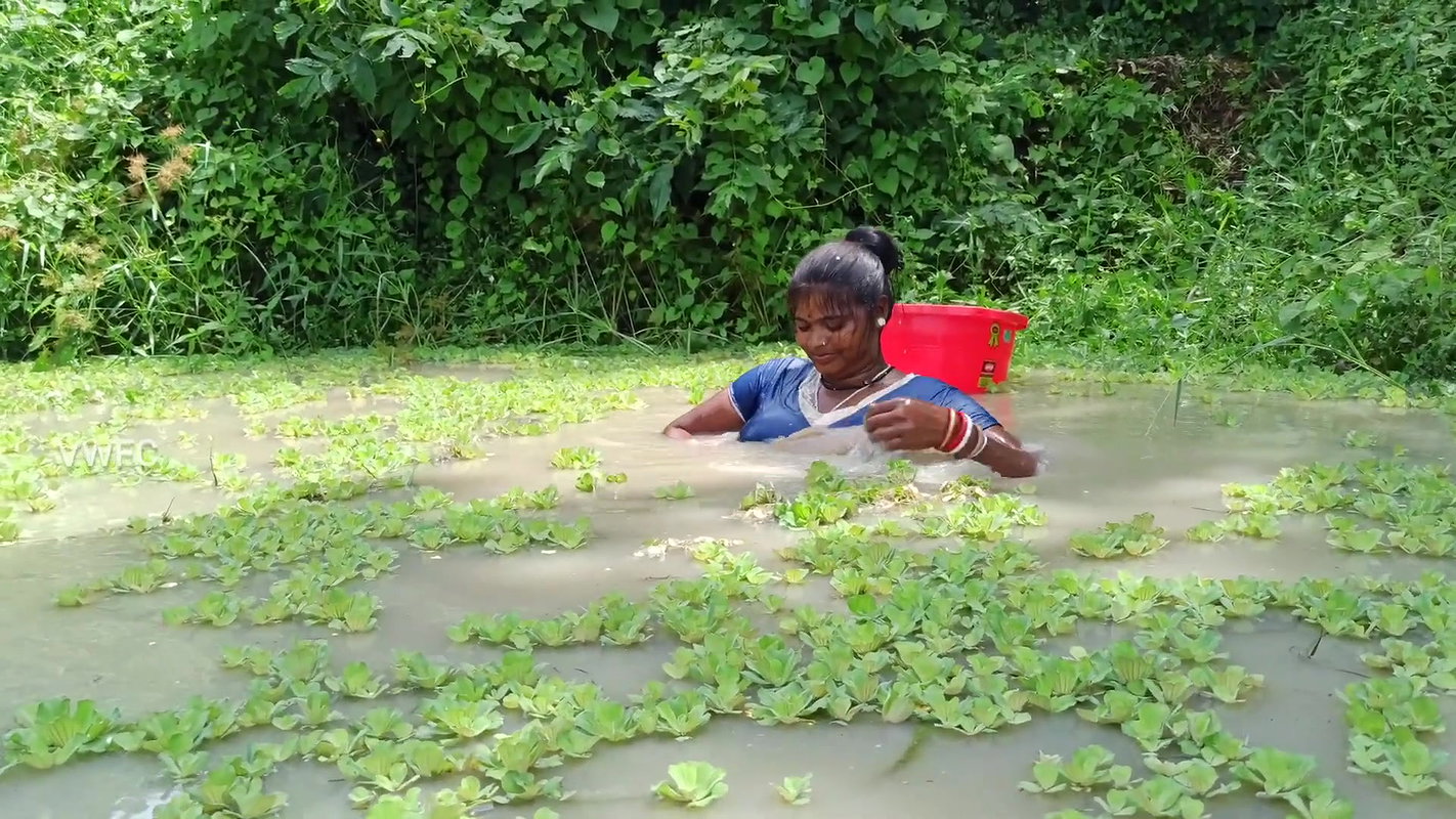 Amazing Indian Women fishing video    Village wome