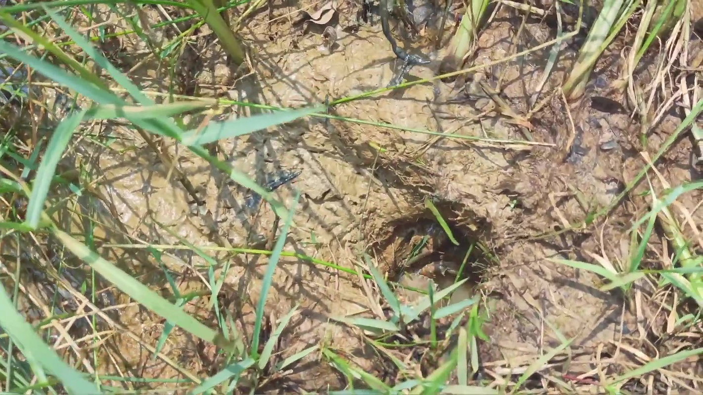 Amazing King Crab Catching technique with Iron Hoo