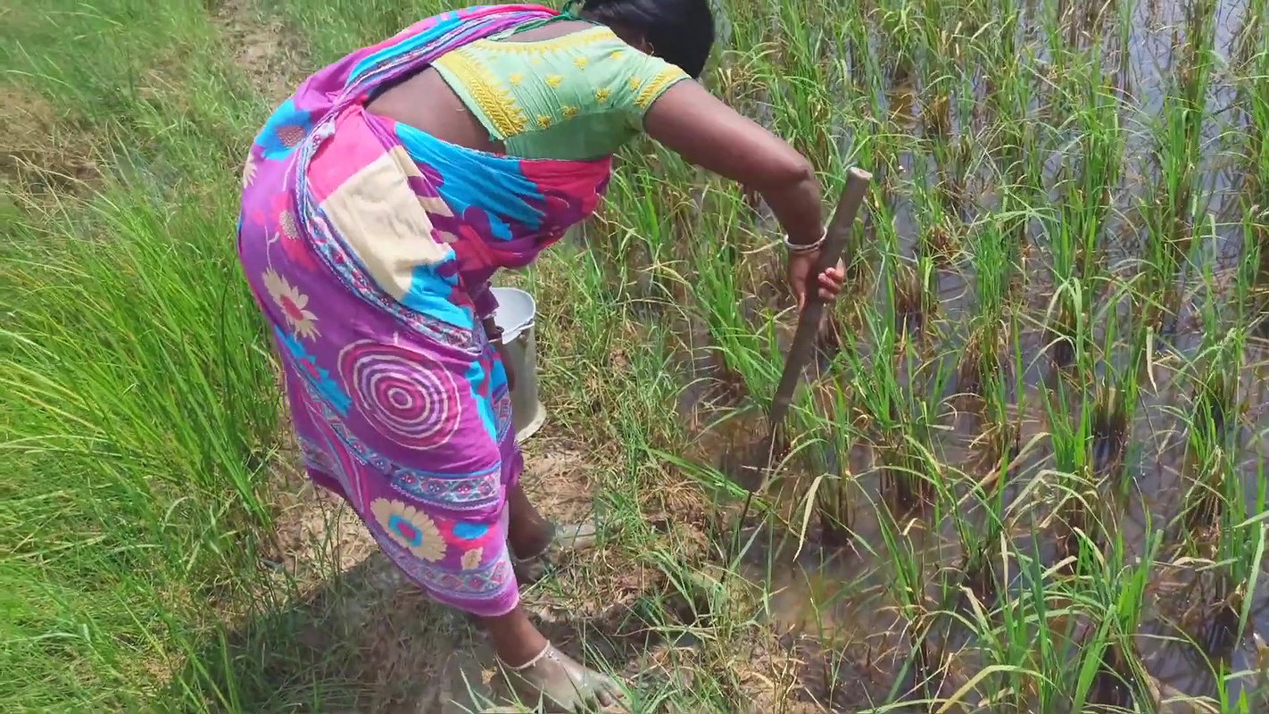 Amazing King Crab Catching technique with Iron Hoo