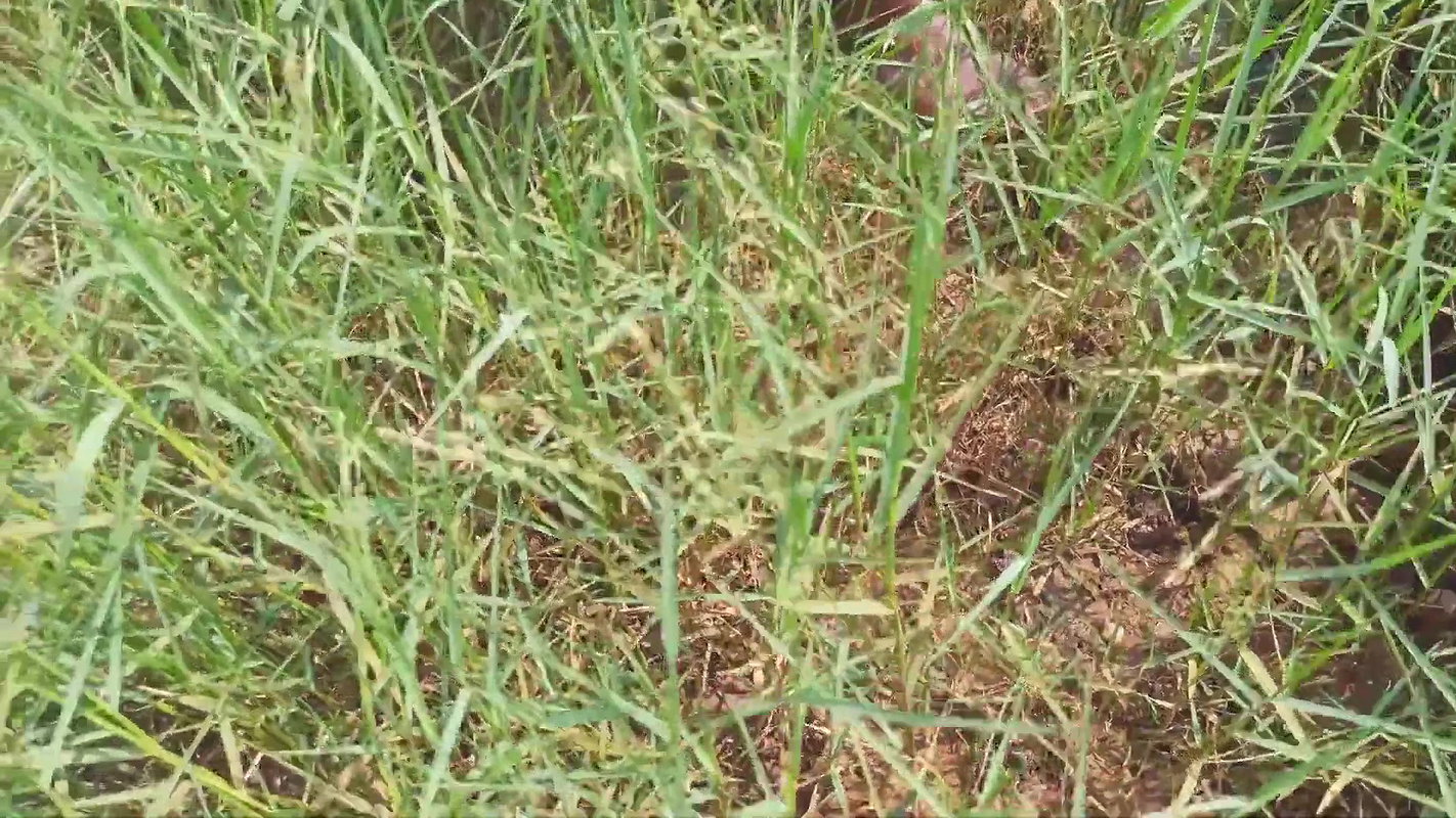 Amazing King Crab Catching technique with Iron Hoo