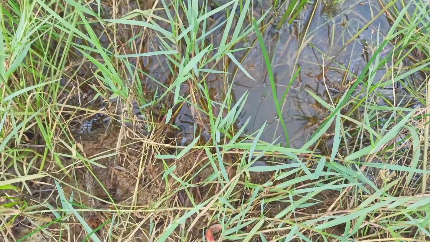 Amazing King Crab Catching technique with Iron Hoo