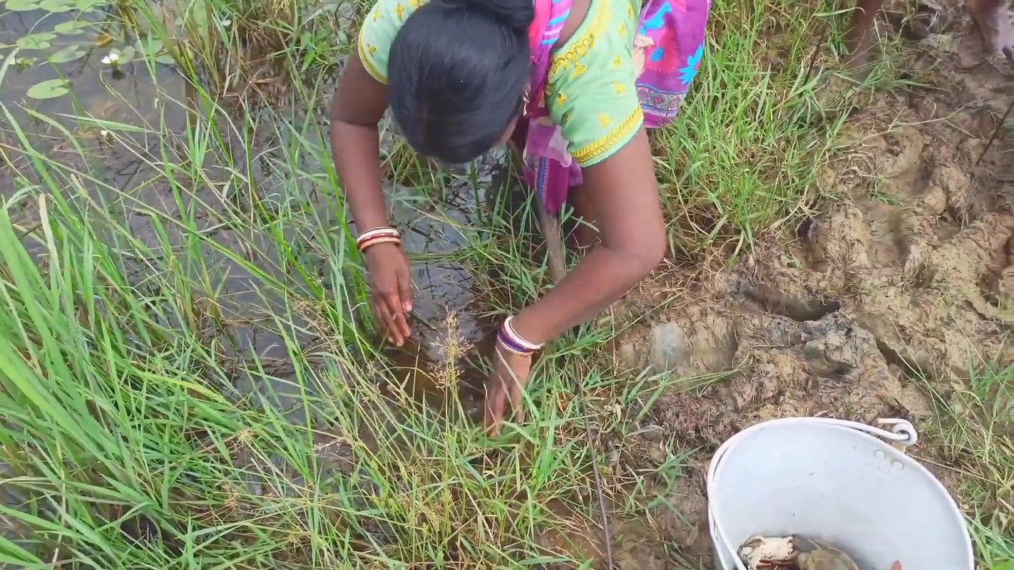 Amazing King Crab Catching technique with Iron Hoo
