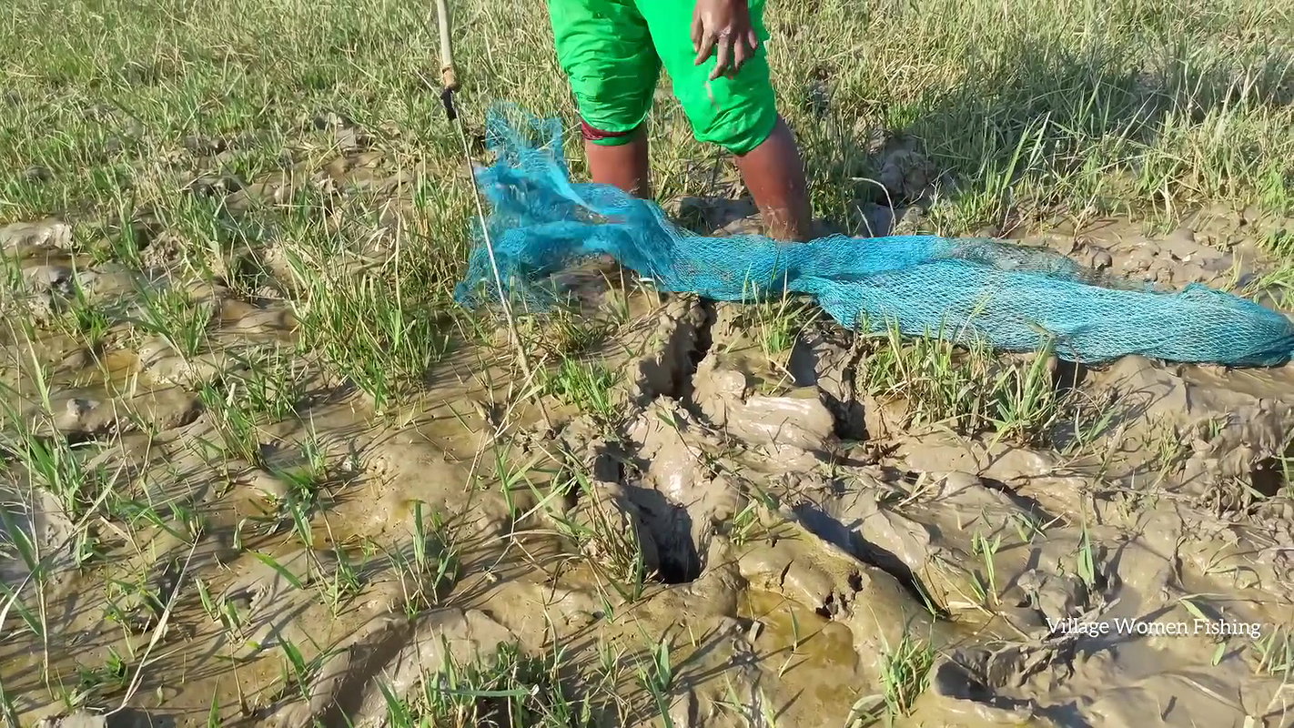 Amazing king mud crab catch by village women   Sea