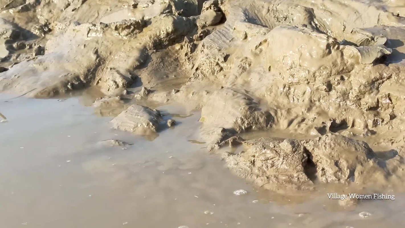 Amazing king mud crab catch by village women   Sea