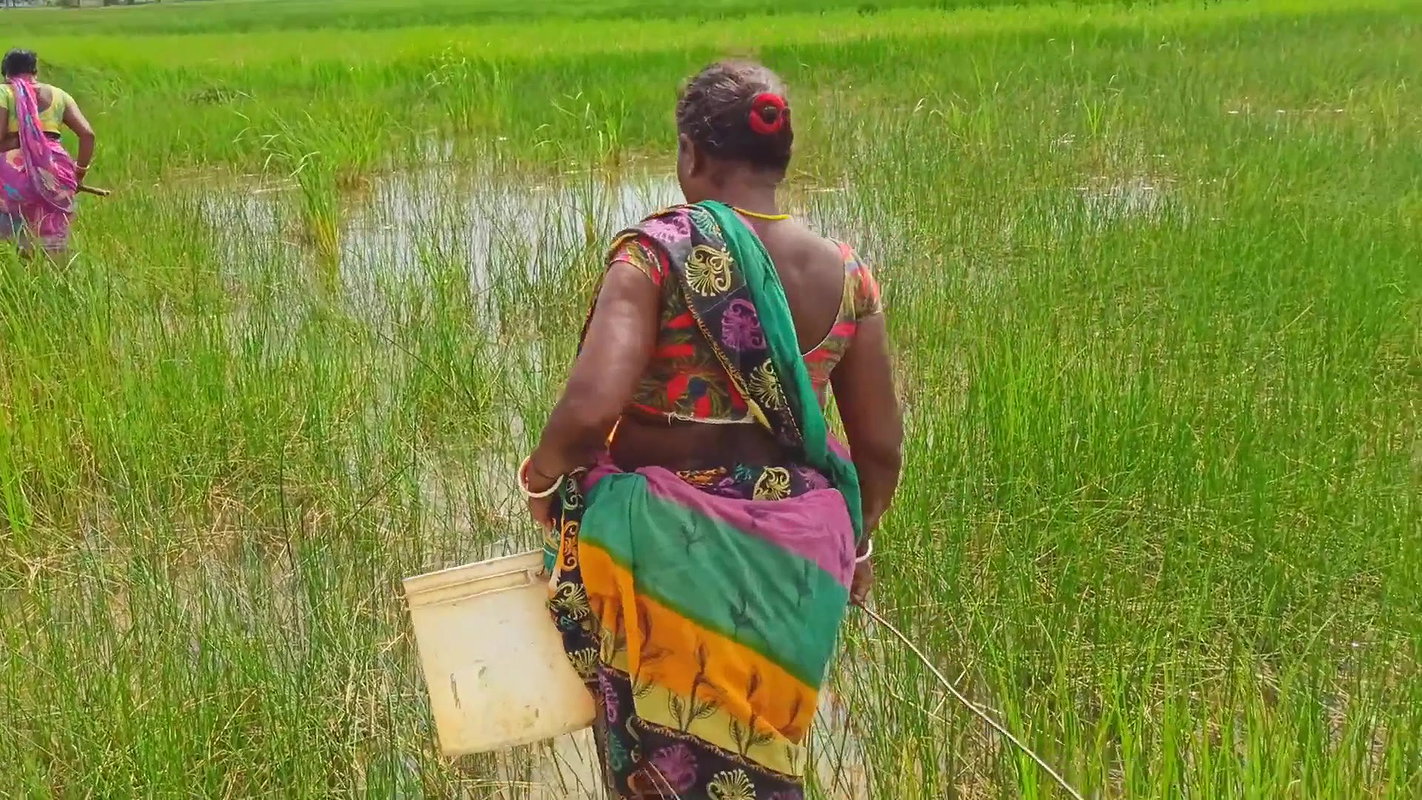 x  Amazing Mud Crab Hunting    Sea Crab Catching by V