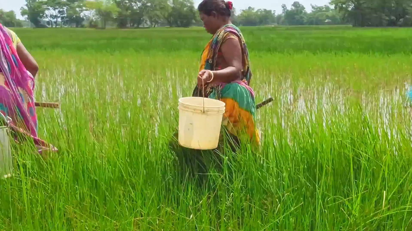 x  Amazing Mud Crab Hunting    Sea Crab Catching by V