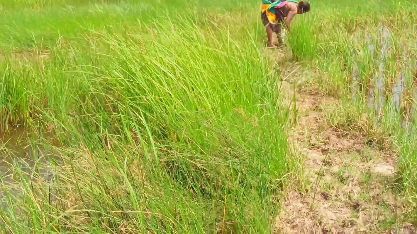 x  Amazing Mud Crab Hunting    Sea Crab Catching by V