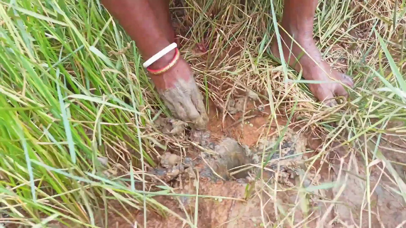 x  Amazing Mud Crab Hunting    Sea Crab Catching by V