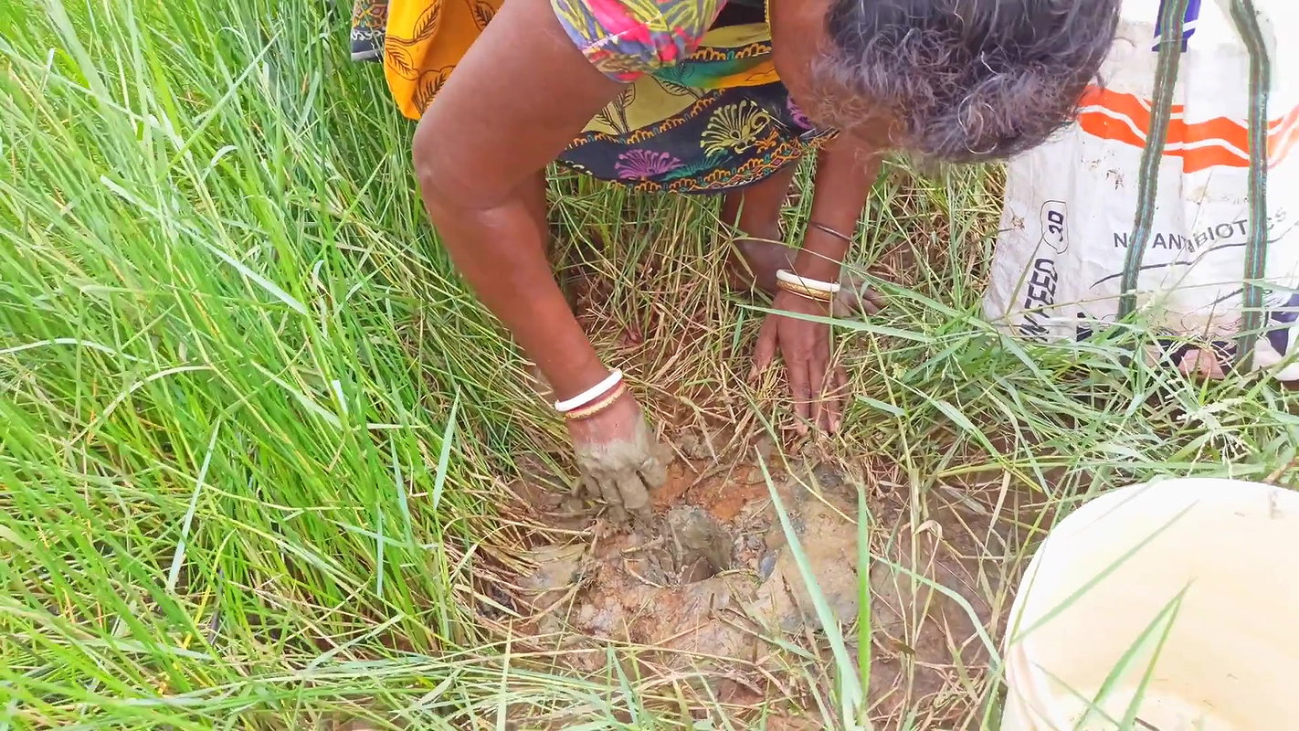 x  Amazing Mud Crab Hunting    Sea Crab Catching by V