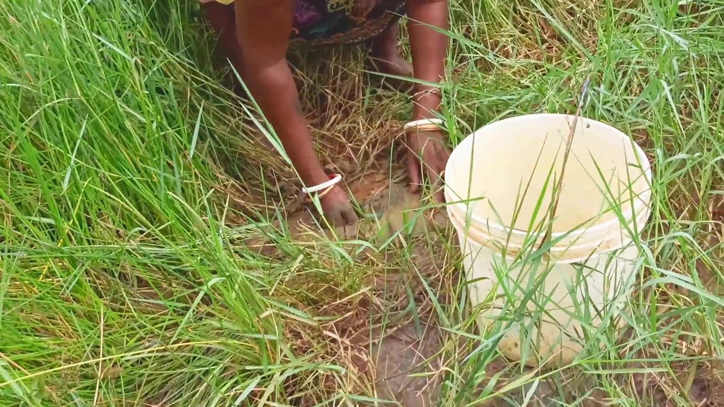 x  Amazing Mud Crab Hunting    Sea Crab Catching by V