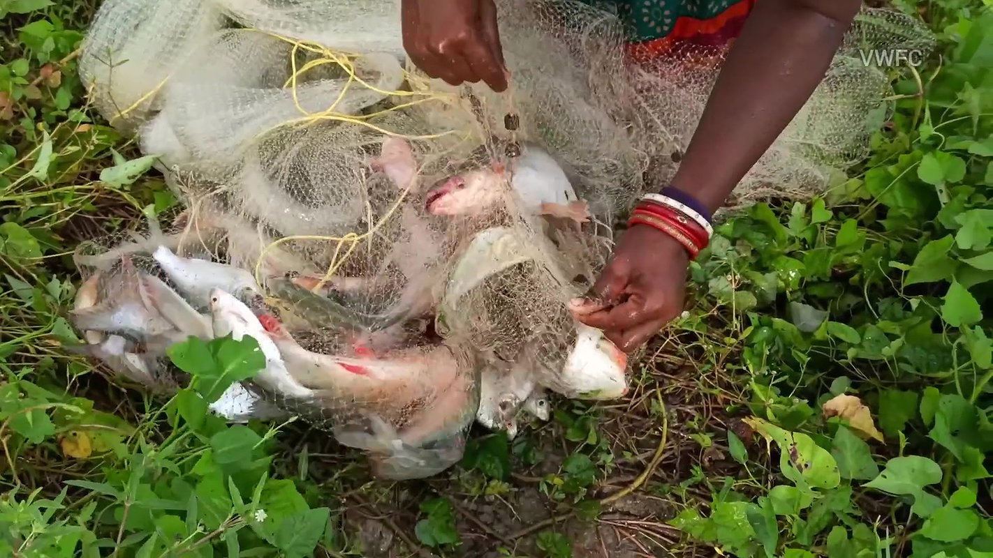 Amazing Net Casting by Village women    Best Net F