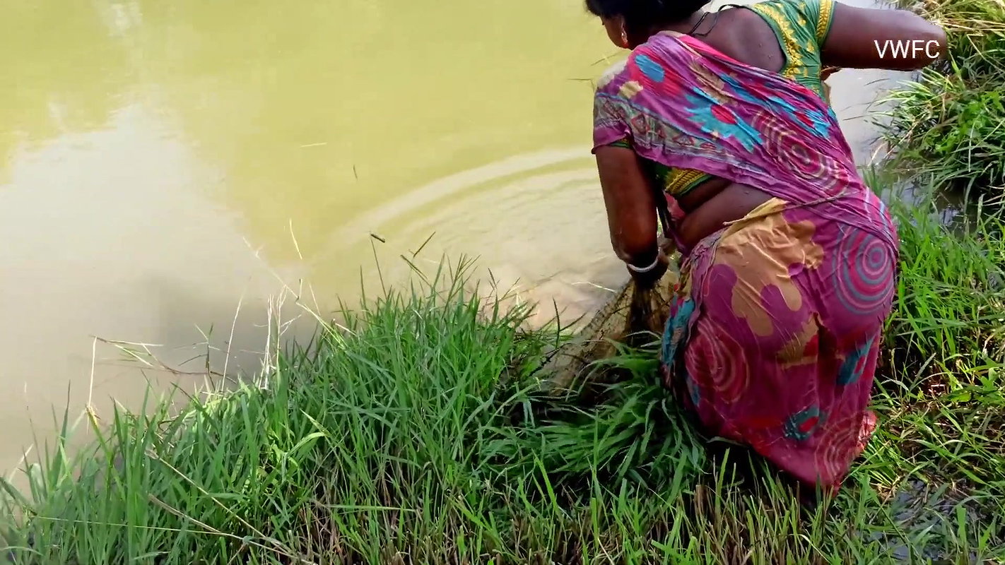 Amazing Net Fishing by Village women  Part -3