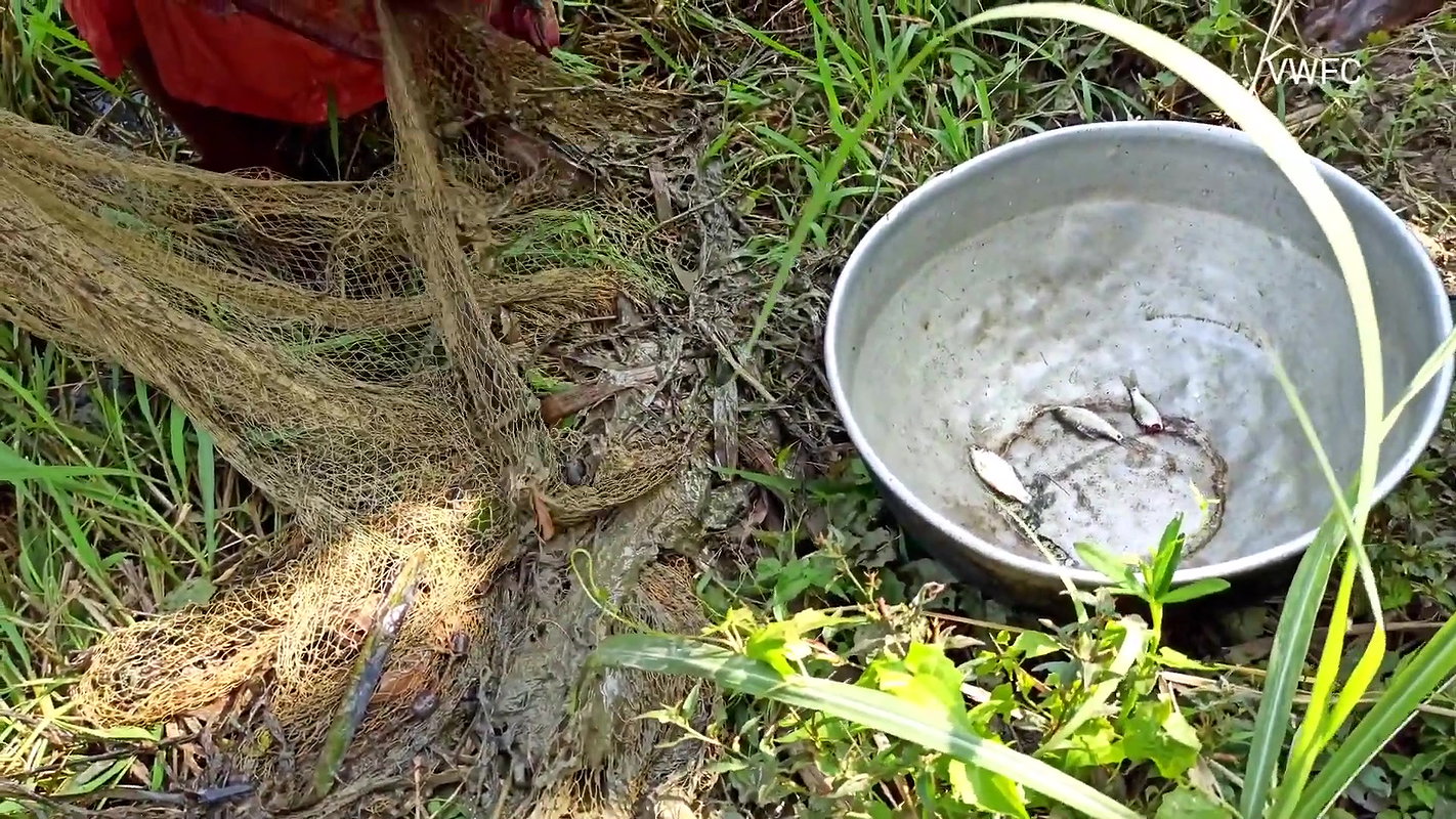 Amazing Net Fishing by Village women  Part -3