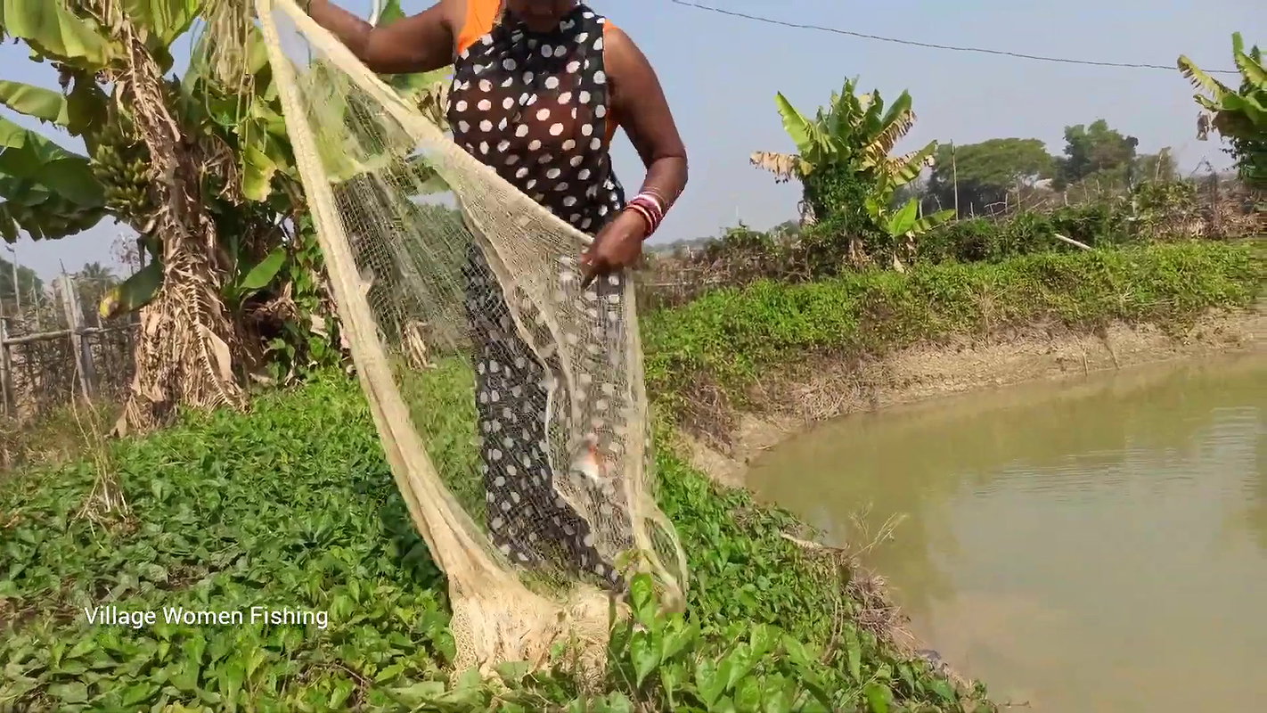xAmazing net fishing by village women   Net Casting