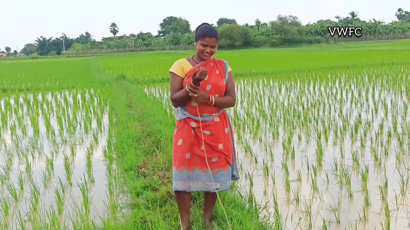 Amazing Net fishing in village Paddy field   Villa