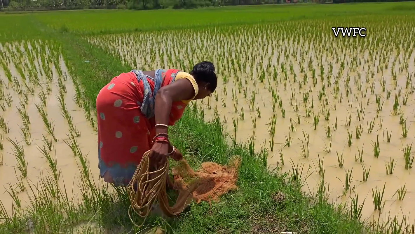 Amazing Net fishing in village Paddy field   Villa