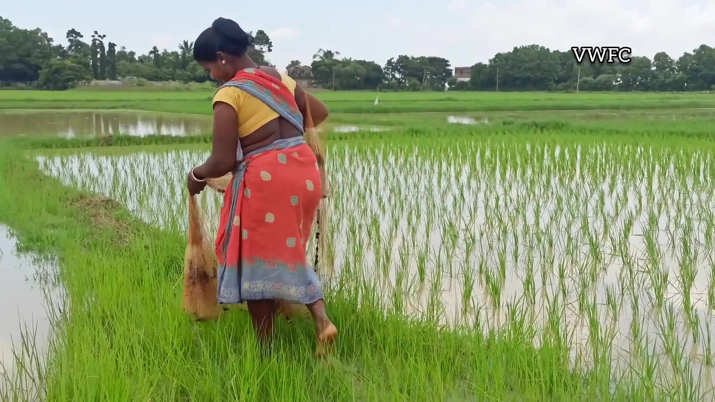 Amazing Net fishing in village Paddy field   Villa