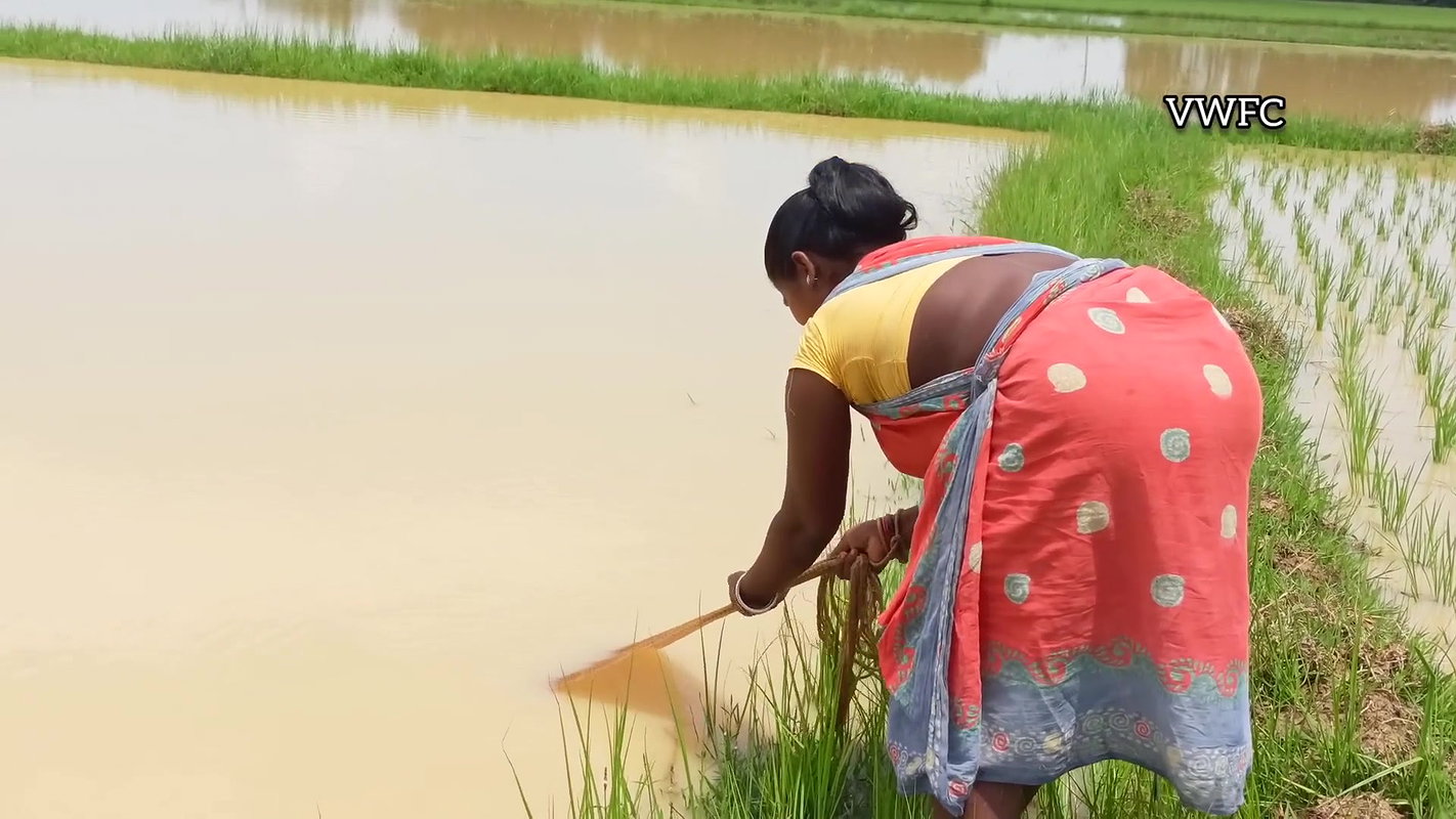 Amazing Net fishing in village Paddy field   Villa