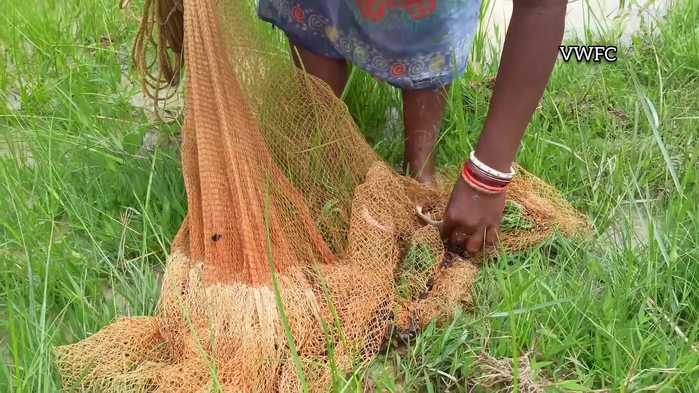 Amazing Net fishing in village Paddy field   Villa