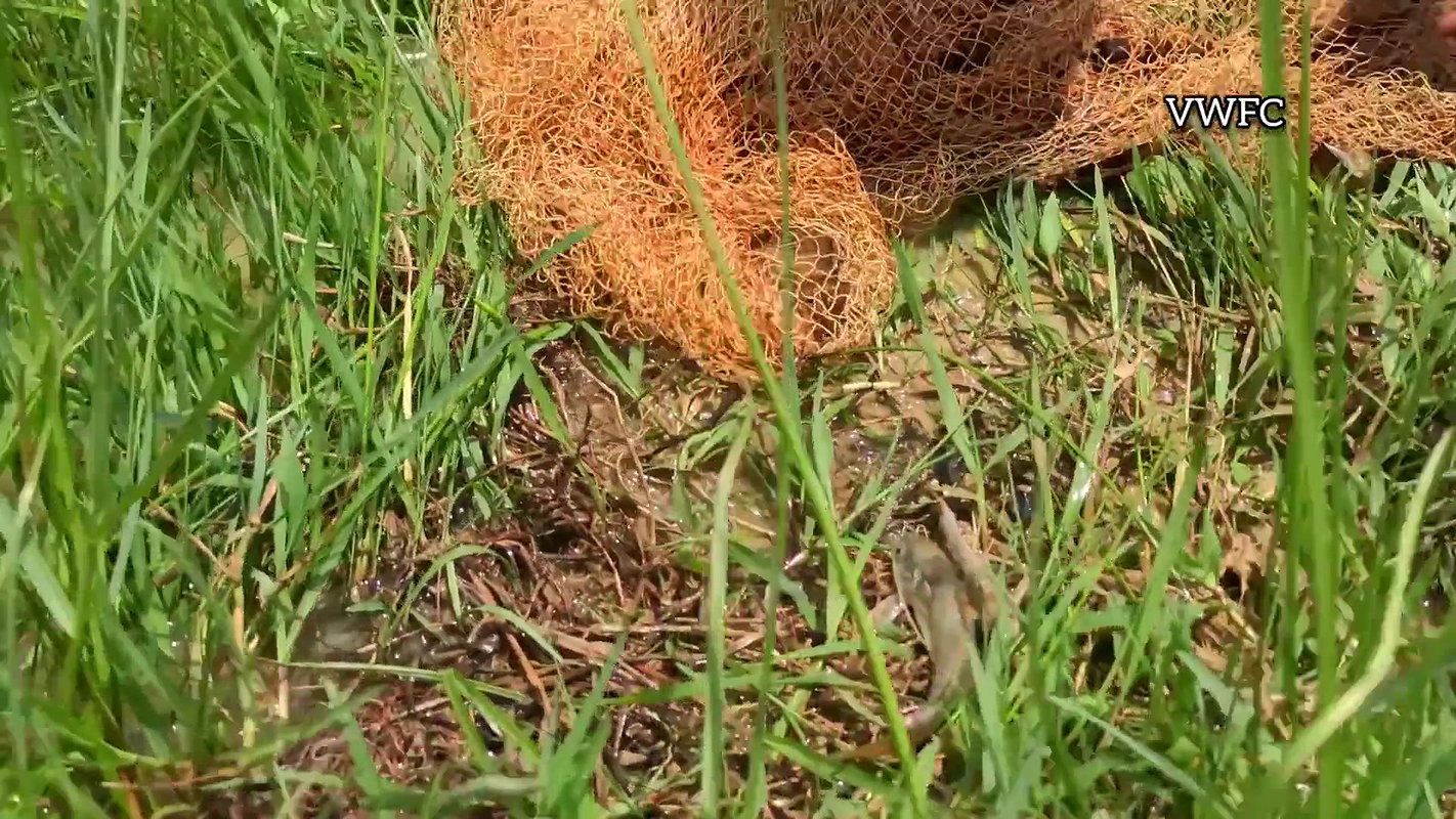 Amazing Net fishing in village Paddy field   Villa