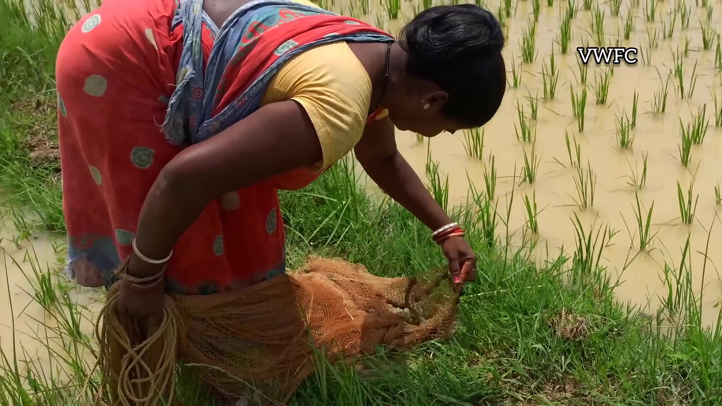 Amazing Net fishing in village Paddy field   Villa