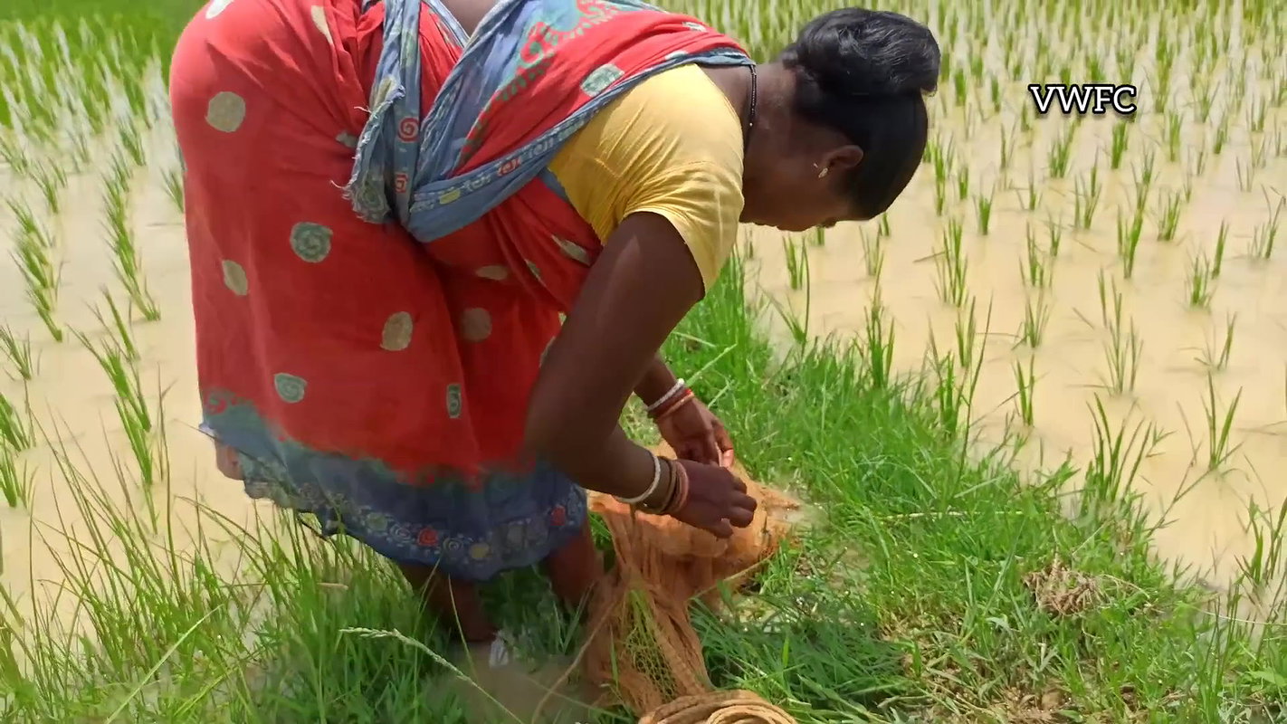 Amazing Net fishing in village Paddy field   Villa