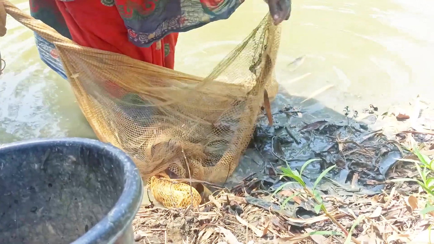 Amazing Net Fishing in Village    Women Casting Ne