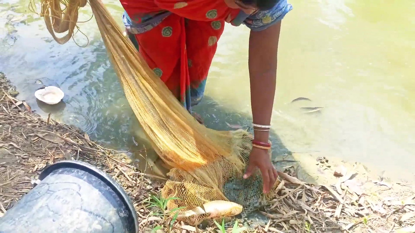 Amazing Net Fishing in Village    Women Casting Ne