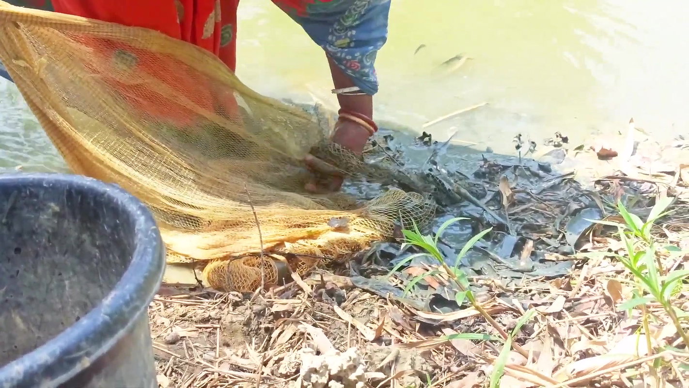 Amazing Net Fishing in Village    Women Casting Ne