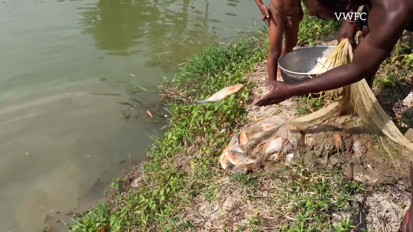 Amazing Net Fishing Video   Traditional village fi