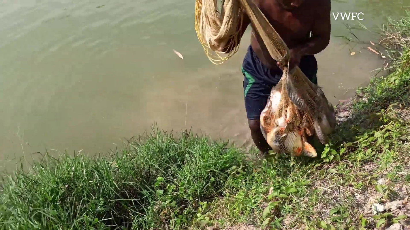 Amazing Net Fishing Video   Traditional village fi