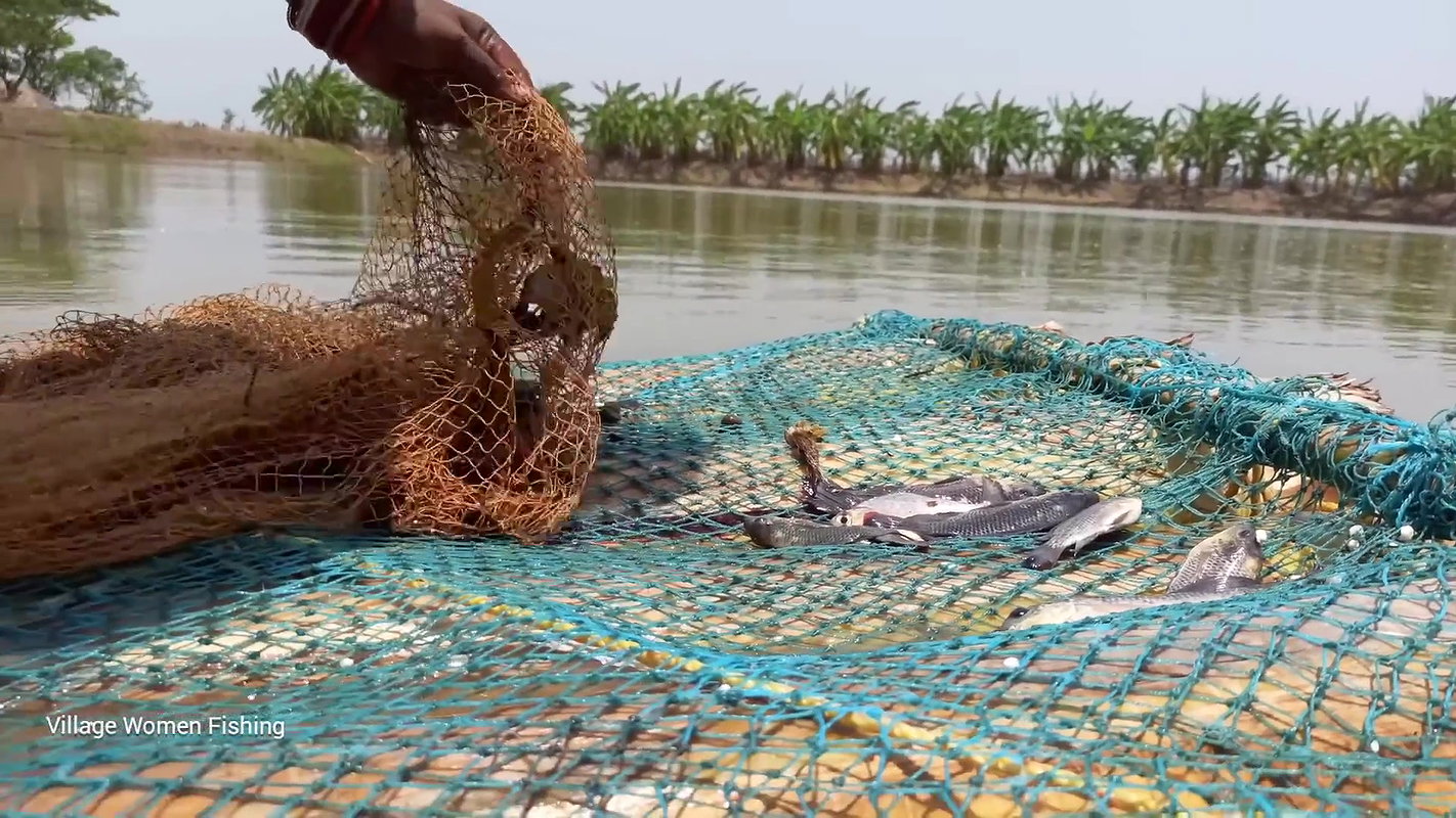 Amazing net fishing   Village women net fishing fl